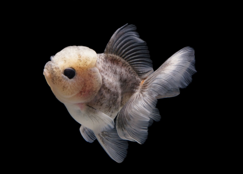 黒い背景を泳ぐ白黒模様の肉瘤がある金魚の姿