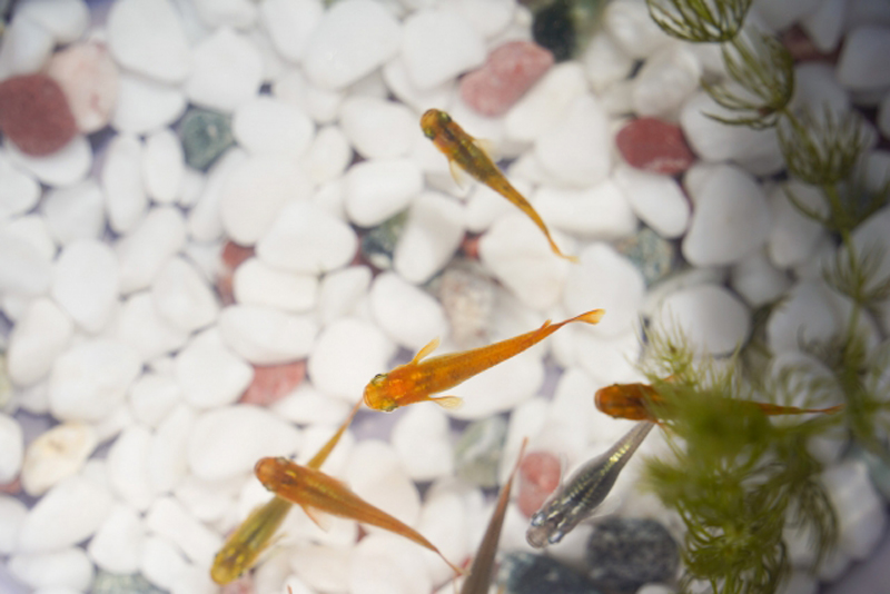 白い砂利の上を泳ぐメダカと水草の上見画像