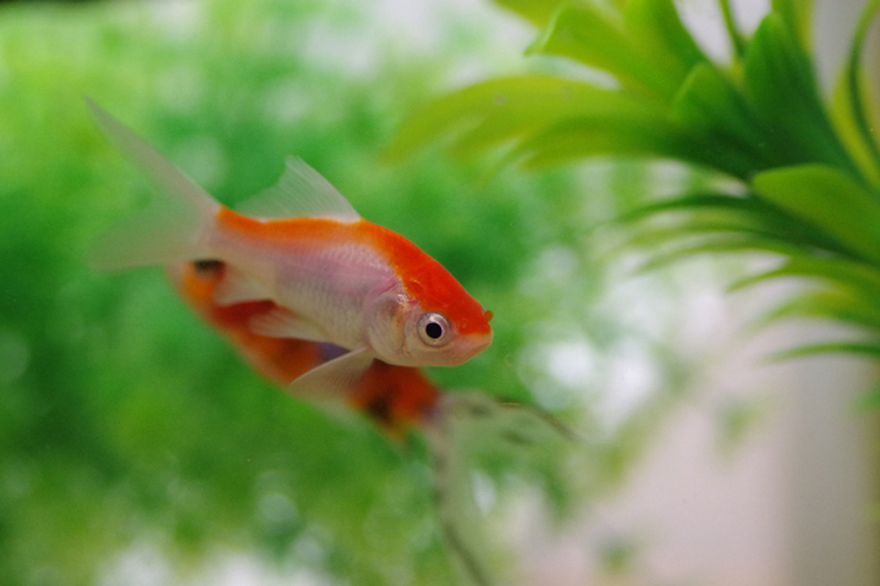 水草の側を泳ぐ赤と白の金魚と背景の緑色