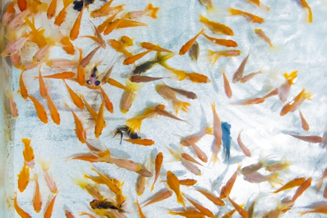 水槽内を群れで泳ぐ多数の金魚と水面の波紋