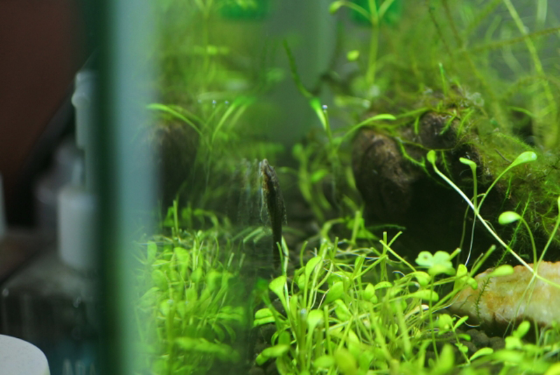 水草が茂る水槽のガラス面に張り付く小型ナマズの仲間