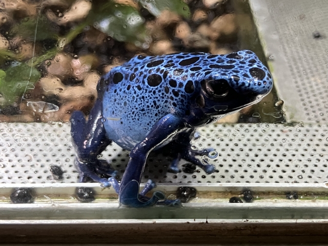 黒い斑点模様がある青色のヤドクガエルの仲間