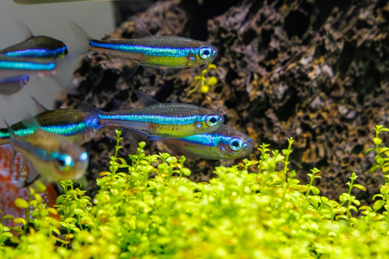 水草の上を泳ぐネオンテトラの仲間と流木