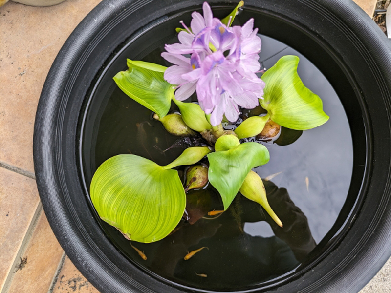 黒い鉢で咲く薄紫色の水草の花と泳ぐメダカの姿