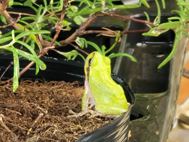 植物のポットの縁に座る黄緑色のアマガエルの後ろ姿