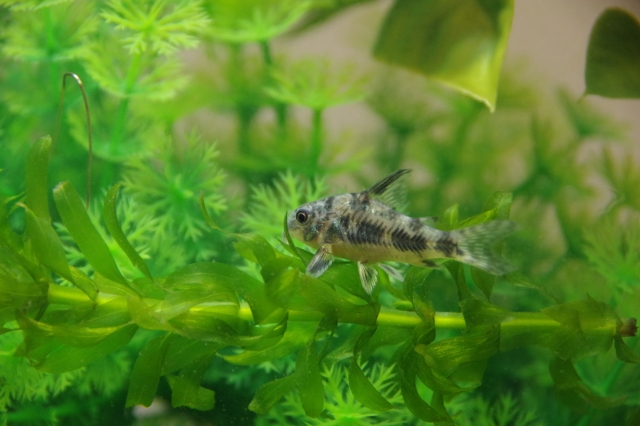 水草の上を泳ぐコリドラスの仲間と緑色の水草群
