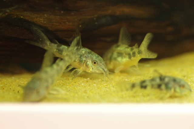 砂底で群れるコリドラスの仲間と背景の流木