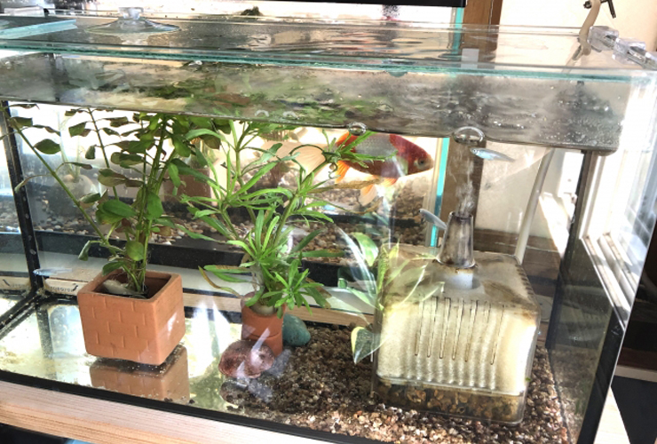 金魚と投げ込み式フィルターと水草のある水槽内景