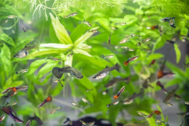 水草が茂る水槽内を泳ぐ多数のグッピーの群れ