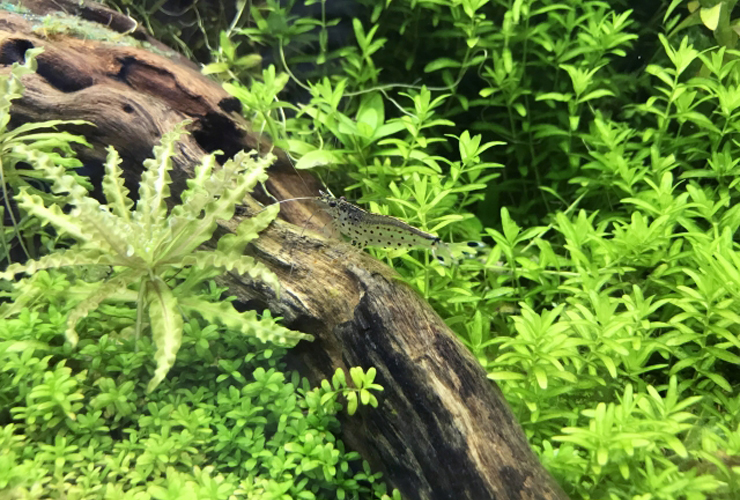 流木の上に乗るエビと生い茂る緑の水草の水槽レイアウト