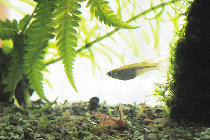 水草の茂みを泳ぐメダカと砂利が敷かれた水槽内景