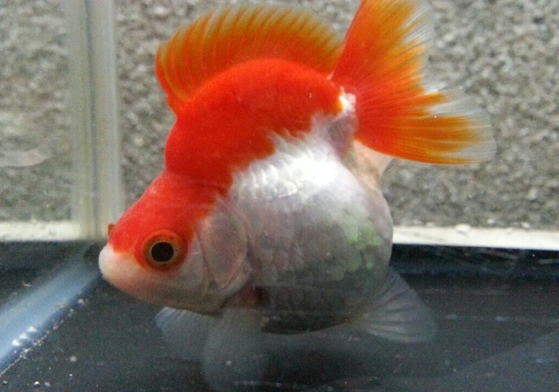 水槽内を泳ぐ赤と白の更紗模様の琉金型の金魚