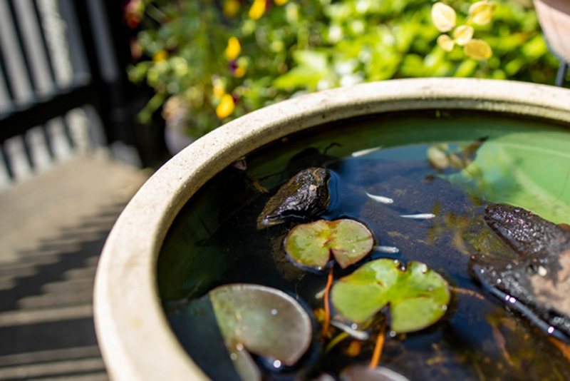 睡蓮鉢で泳ぐメダカと水面に浮かぶ水草の葉