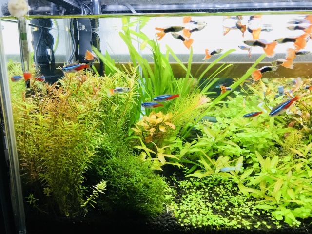 水草水槽を泳ぐグッピーとネオンテトラの仲間