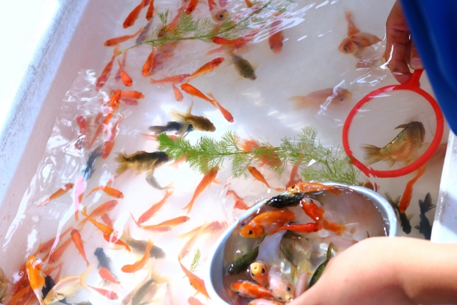 ポイで金魚をすくいボウルに入れる金魚すくいの風景