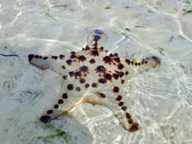 浅瀬の砂の上にいる茶色い斑点模様のヒトデ