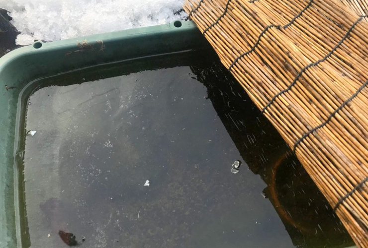 雪の積もる屋外で水面に氷が張った緑色のプラ舟とすだれ