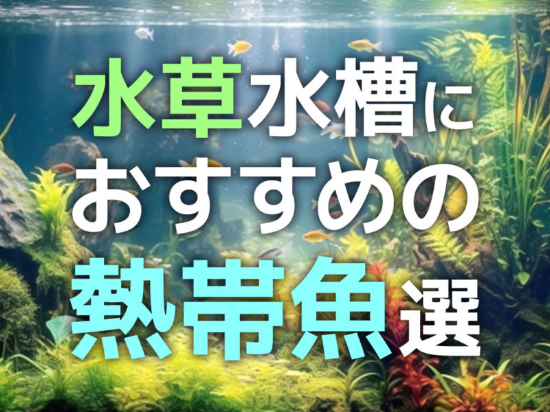 水草水槽におすすめの熱帯魚選の見出し画像
