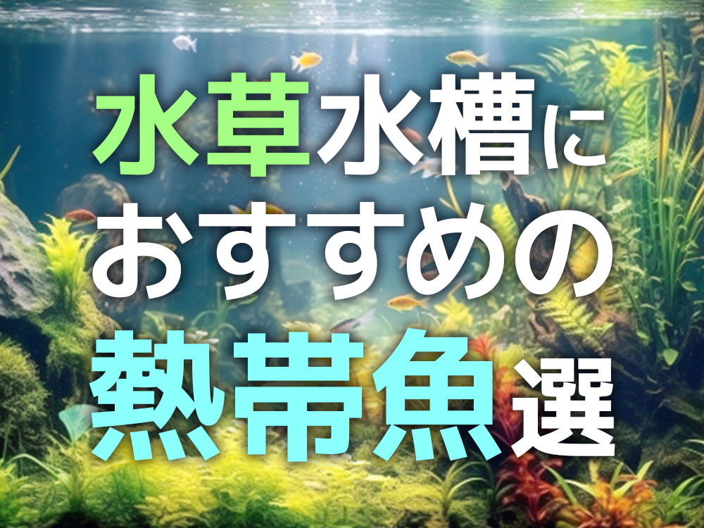 水草水槽におすすめの熱帯魚10選!混泳向きで水草に映える魚種のサムネイル画像