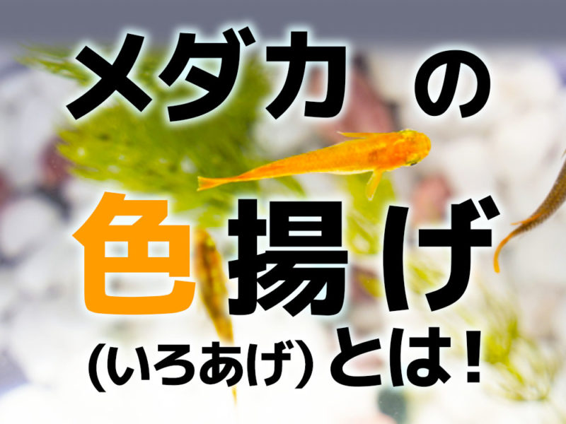 メダカの色揚げ（いろあげ）とは！の文字と泳ぐメダカ
