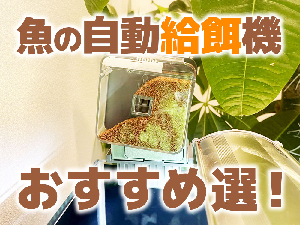 魚の自動給餌機おすすめ8選！長期外出する際におすすめの水槽用品！のサムネイル画像