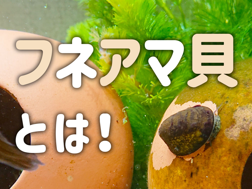 フネアマ貝とは!水槽のコケ対策におすすめ!強力なお掃除生体をご紹介のサムネイル画像