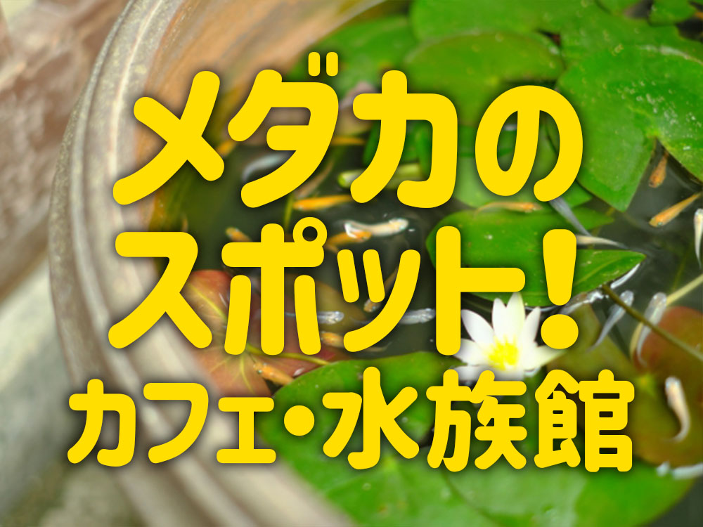 全国のメダカスポット!カフェ・水族館!改良メダカを楽しめる施設を紹介のサムネイル画像