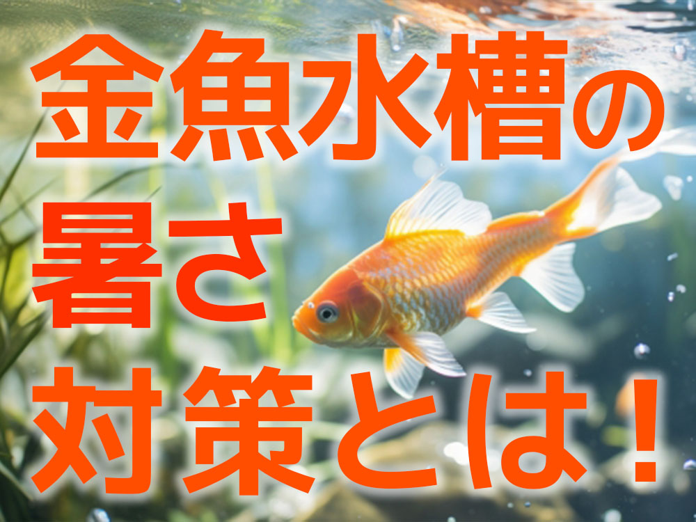 金魚水槽の暑さ対策とは!金魚水槽の水温を下げる方法を紹介!のサムネイル画像