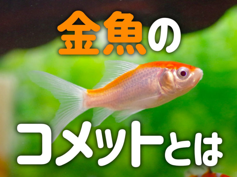 金魚のコメットとはの文字と泳ぐ金魚の見出し画像