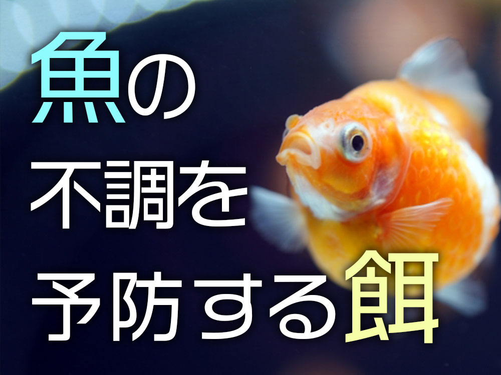 魚の不調を予防する餌5選!どんなときに必要なのかも解説します!のサムネイル画像