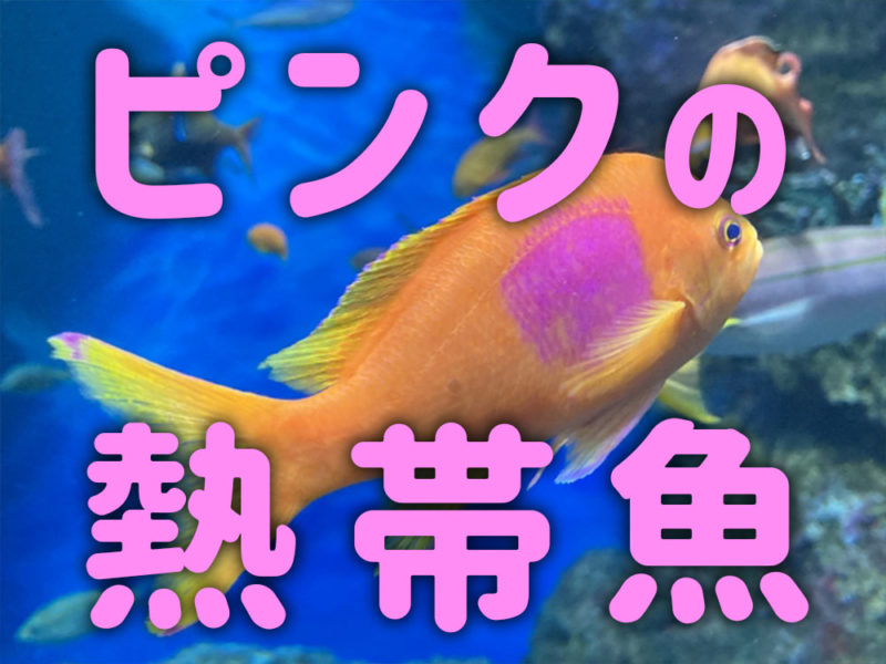 ピンクの熱帯魚と書かれた文字とオレンジ色の海水魚の見出し画像