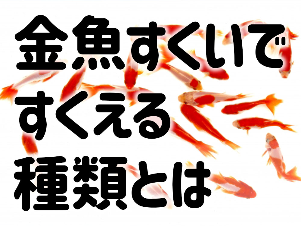 金魚すくいですくえる金魚の種類！小赤・琉金など良く見る種類を紹介！のサムネイル画像