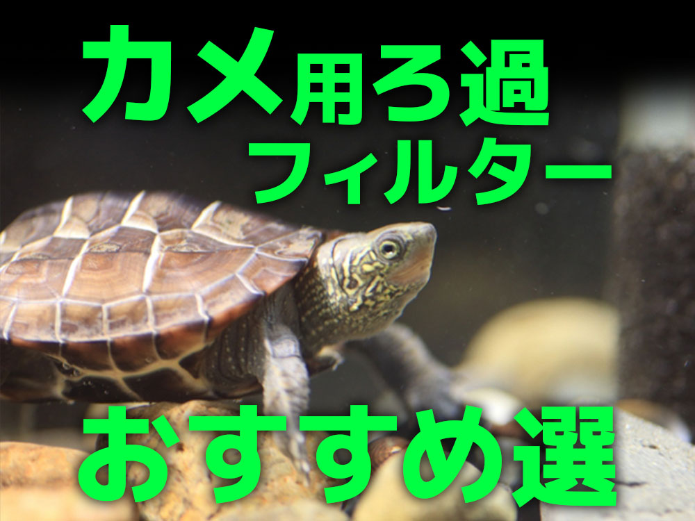 カメ用ろ過フィルターおすすめ10選!カメの飼育水をきれいにするろ過装置のサムネイル画像