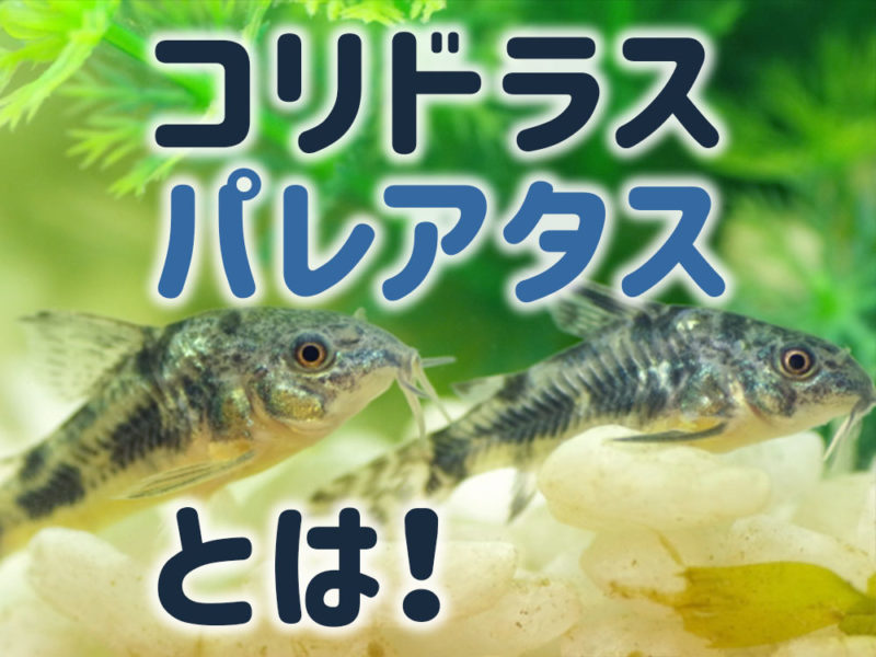 コリドラスパレアタスとは!の文字とコリドラスの仲間