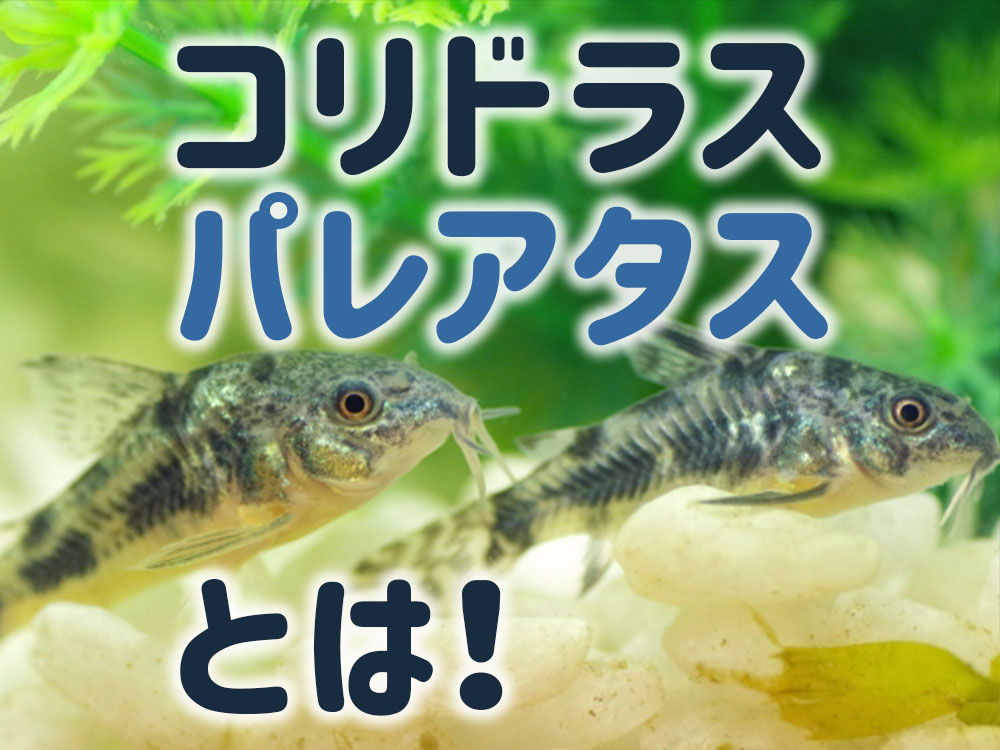 コリドラス・パレアタスとは!青コリの特徴から寿命、飼育環境を解説のサムネイル画像