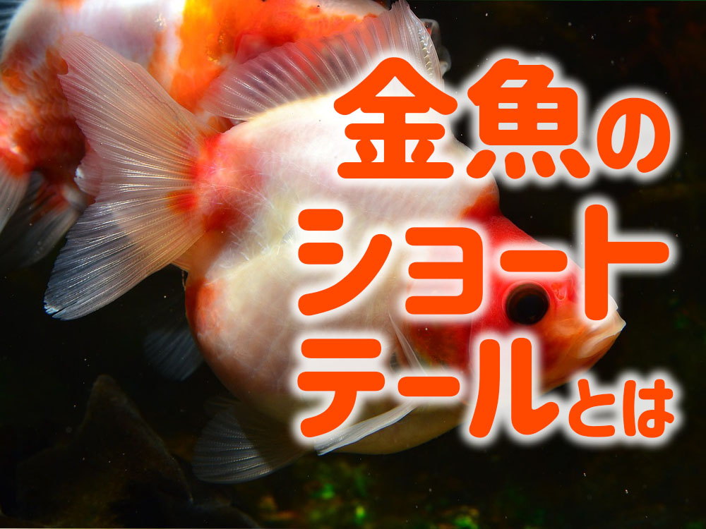 金魚のショートテールとは!琉金などの種類から、短尾の魅力と注意点のサムネイル画像