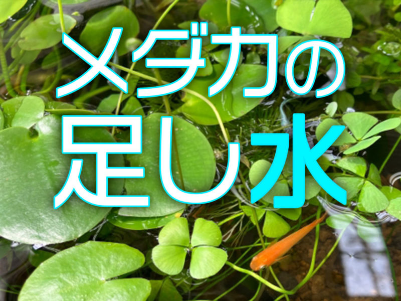 メダカの足し水と書かれた文字と水草の中を泳ぐメダカ