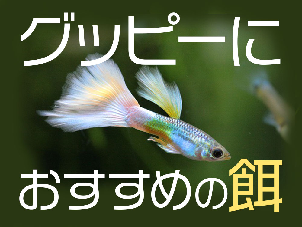 グッピーの餌おすすめ5選！成魚や稚魚が食べやすい餌をご紹介しますのサムネイル画像
