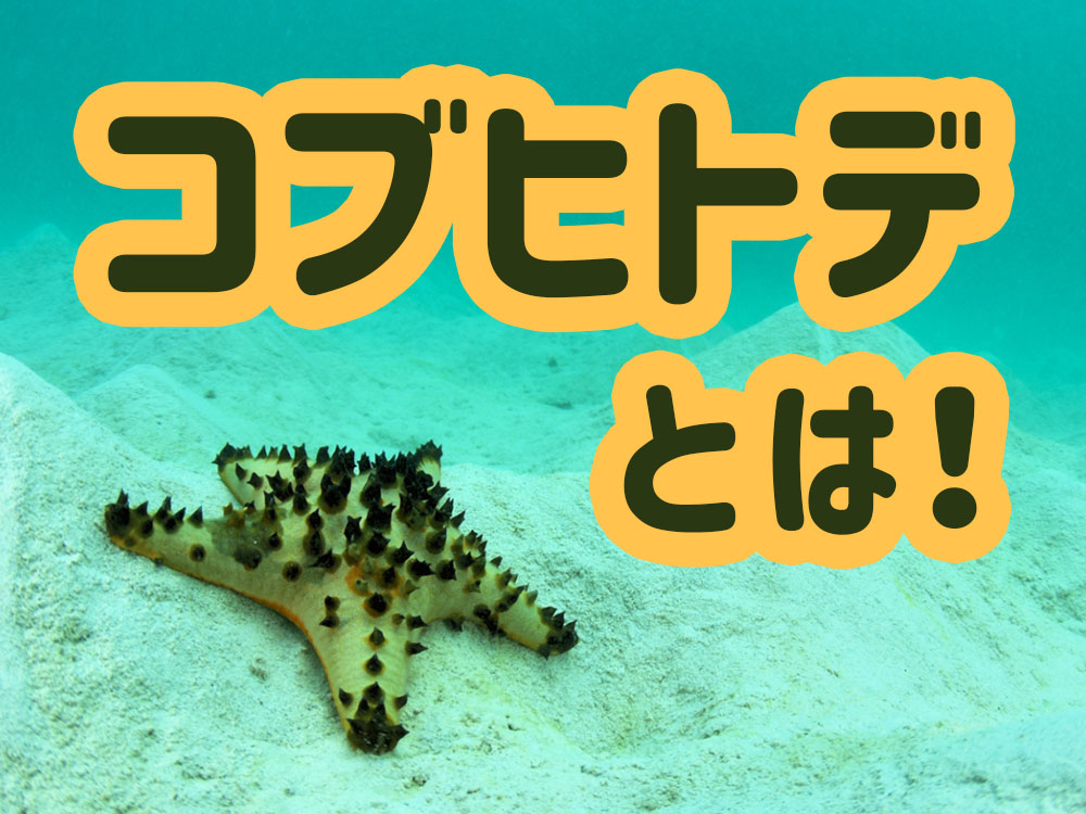 コブヒトデとは！水槽でも飼育できる丈夫でかわいいヒトデをご紹介のサムネイル画像