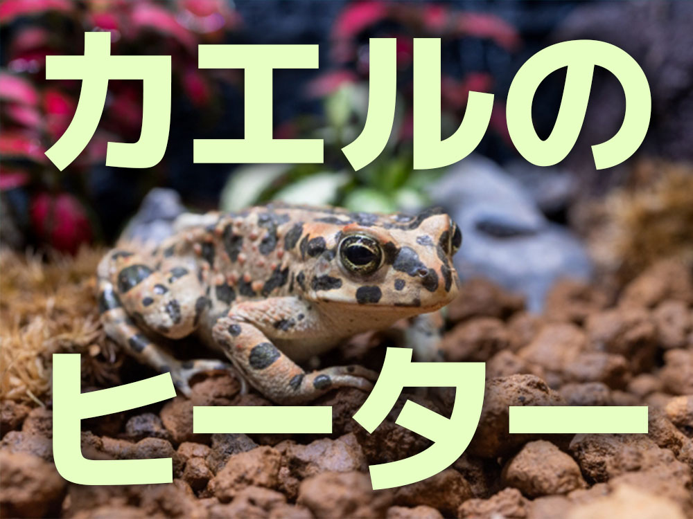 カエルにおすすめのヒーター7選!カエル水槽を保温する機材と選び方のサムネイル画像