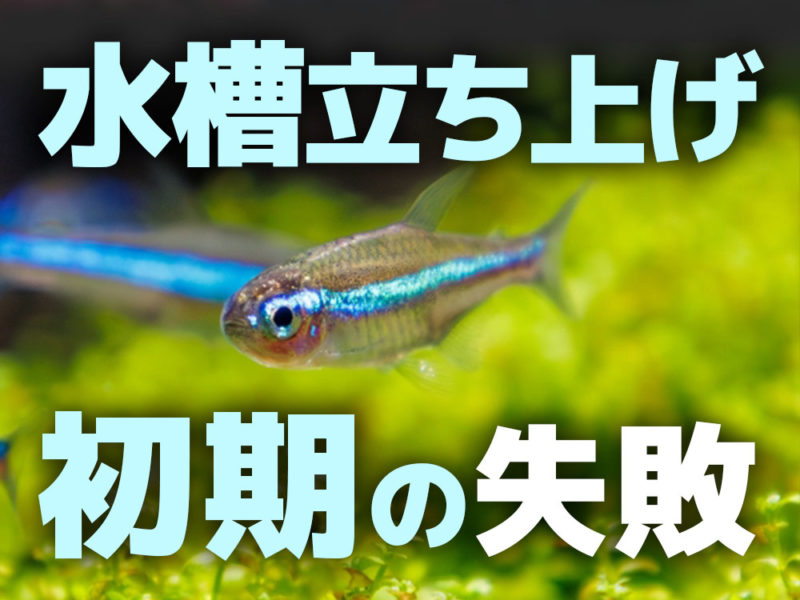 水槽立ち上げ初期の失敗とネオンテトラの仲間の見出し画像