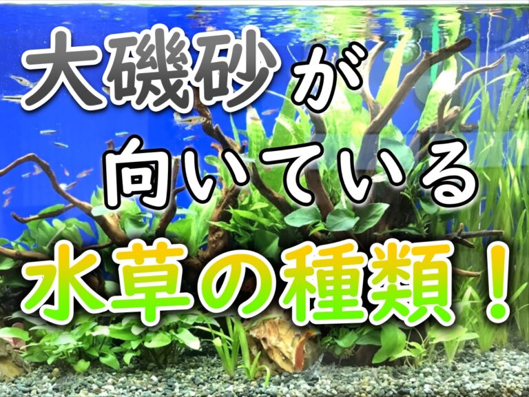 大磯砂が向いている水草の種類を紹介する見出し画像