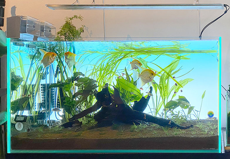 エンゼルフィッシュと流木を配置した水草水槽の全景