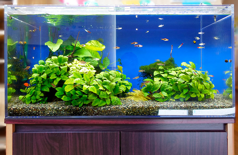 水草と小型熱帯魚が泳ぐ青い背景の大型水槽セット
