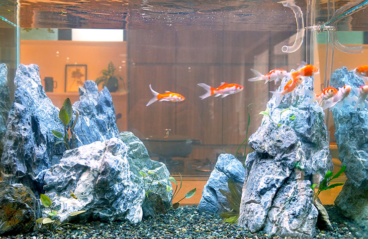 青白い石を組んだ水槽内を泳ぐ数匹の金魚と水草のレイアウト