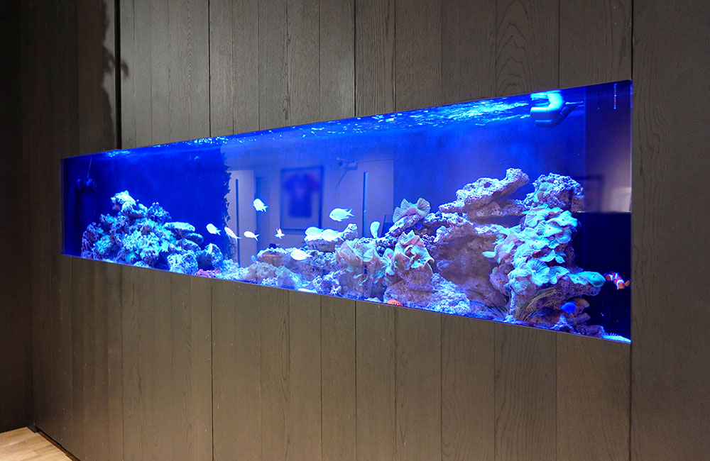 壁面に埋め込まれた青い照明の大型海水魚水槽とライブロック