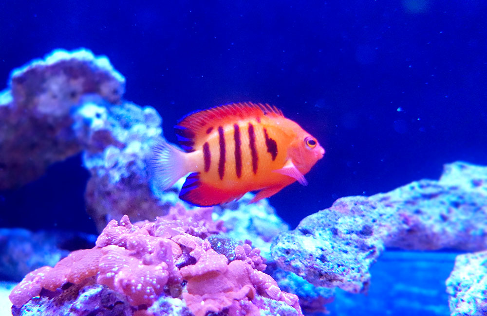 青い背景の水槽を泳ぐオレンジ色の海水魚とライブロック