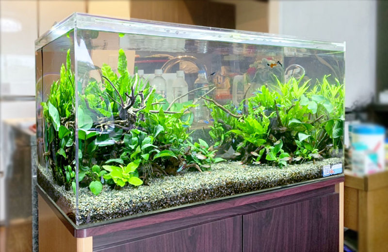 リビングに設置された90cm淡水魚水槽!ネオンテトラやグッピーのアクアリウム 水槽画像1