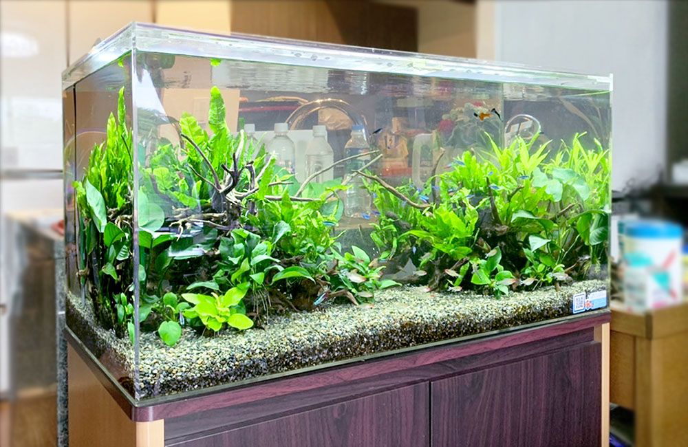 リビングに設置された90cm淡水魚水槽！ネオンテトラやグッピーのアクアリウムのサムネイル画像