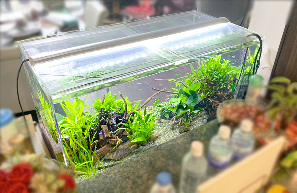 LED照明を点灯した流木と水草の横長水槽